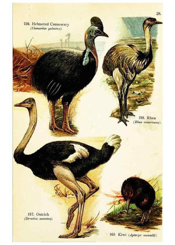 Reproducción/Reproduction 7971217644: Birds of the world for young people,. New York,F.A. Stokes Company[1909]