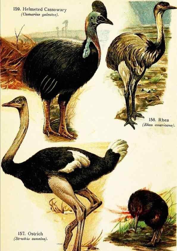 Reproducción/Reproduction 7971217644: Birds of the world for young people,. New York,F.A. Stokes Company[1909]