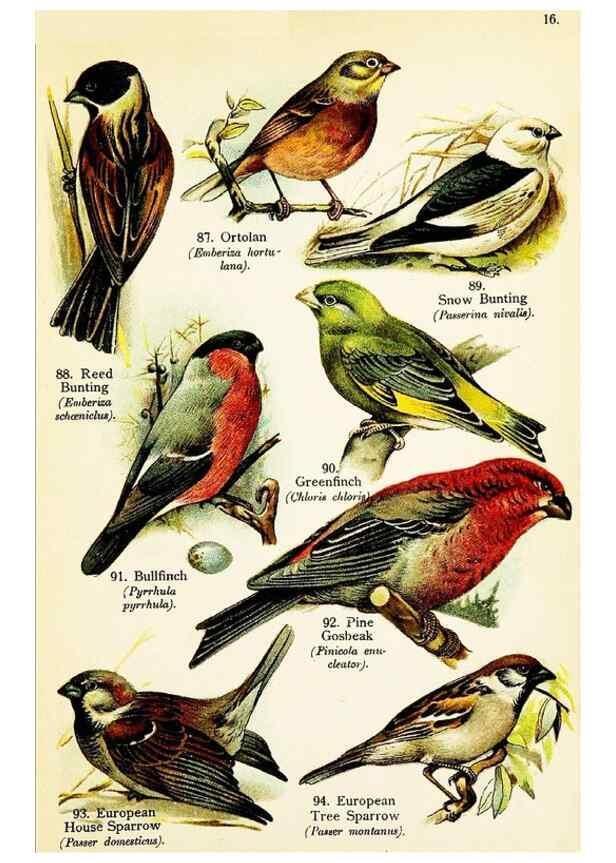 Reproducción/Reproduction 7971269082: Birds of the world for young people,. New York,F.A. Stokes Company[1909]