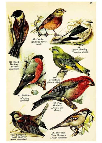 Reproducción/Reproduction 7971269082: Birds of the world for young people,. New York,F.A. Stokes Company[1909]