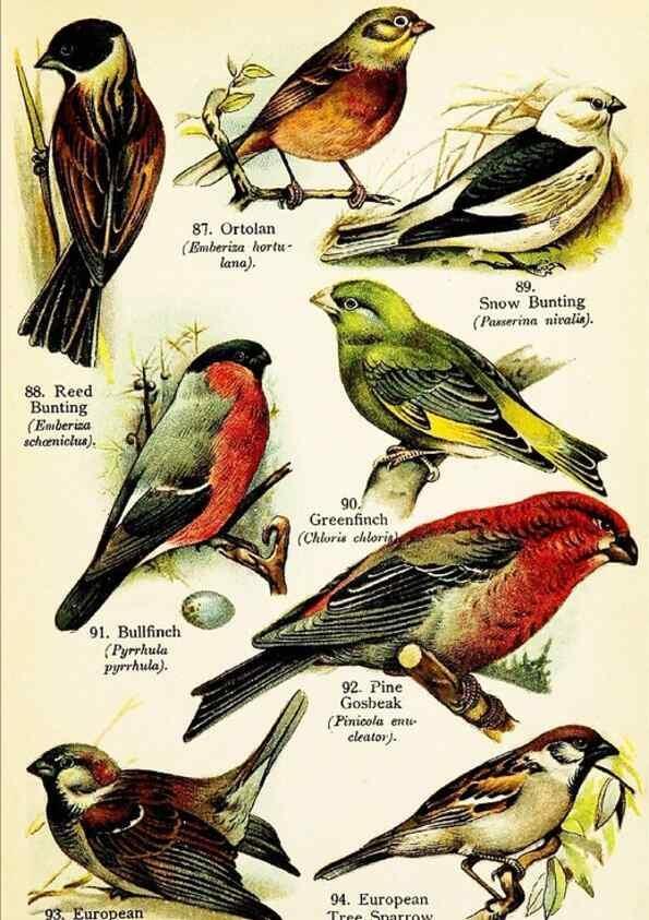 Reproducción/Reproduction 7971269082: Birds of the world for young people,. New York,F.A. Stokes Company[1909]