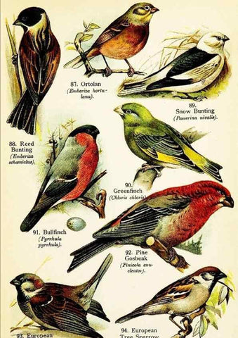 Reproducción/Reproduction 7971269082: Birds of the world for young people,. New York,F.A. Stokes Company[1909]