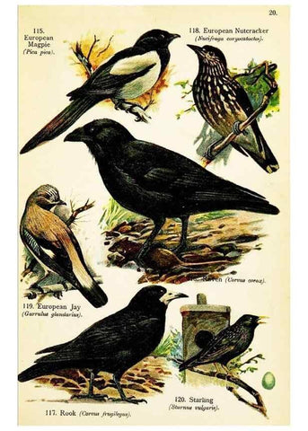 Reproducción/Reproduction 7971271672: Birds of the world for young people,. New York,F.A. Stokes Company[1909]