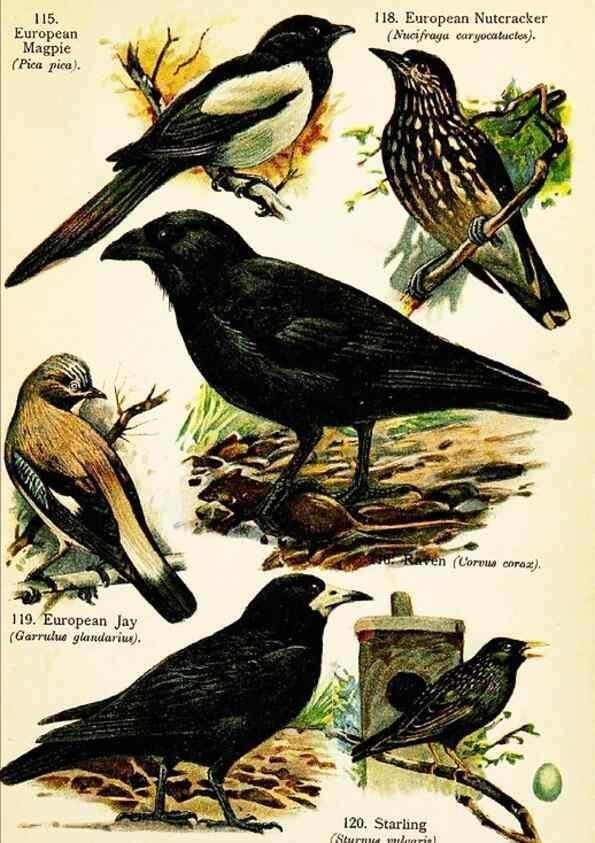 Reproducción/Reproduction 7971271672: Birds of the world for young people,. New York,F.A. Stokes Company[1909]
