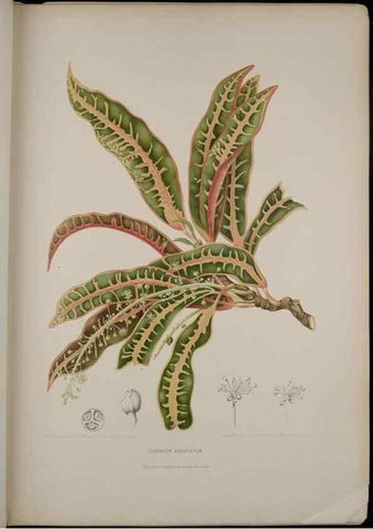 Reproducción/Reproduction 7977086678: Fleurs, fruits et feuillages choisis de l'ille de Java. Bruxelles :C. Muquardt,[1880]