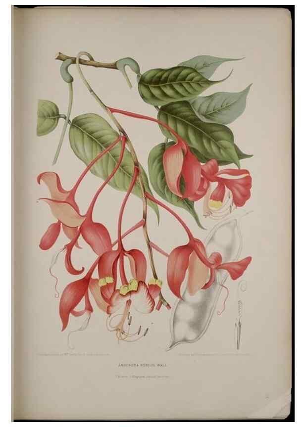 Reproducción/Reproduction 7977085621: Fleurs, fruits et feuillages choisis de l'ille de Java. Bruxelles :C. Muquardt,[1880]