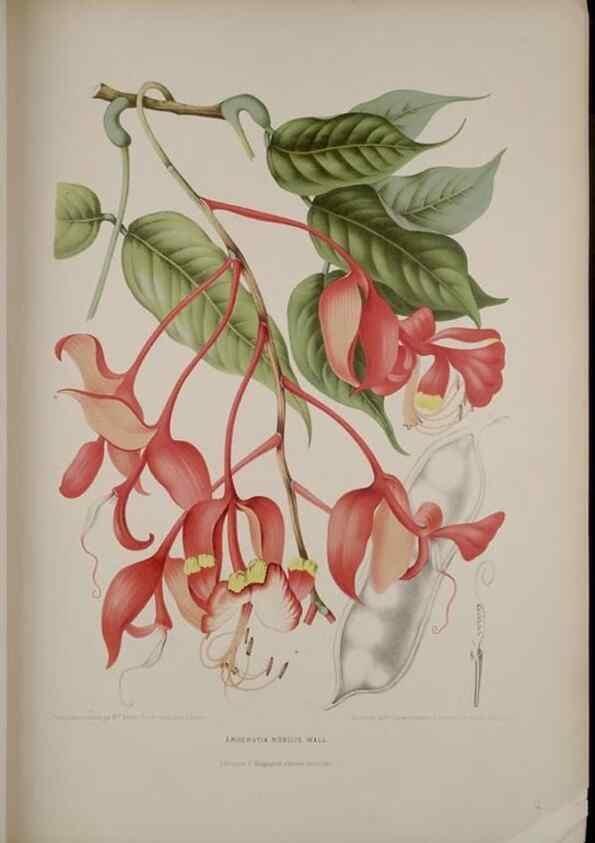 Reproducción/Reproduction 7977085621: Fleurs, fruits et feuillages choisis de l'ille de Java. Bruxelles :C. Muquardt,[1880]
