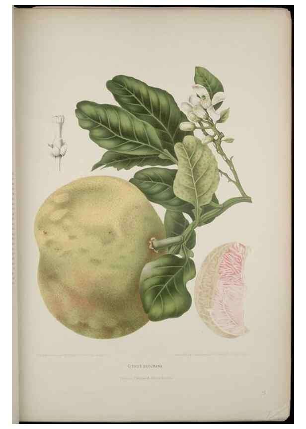 Reproducción/Reproduction 7977085809: Fleurs, fruits et feuillages choisis de l'ille de Java. Bruxelles :C. Muquardt,[1880]