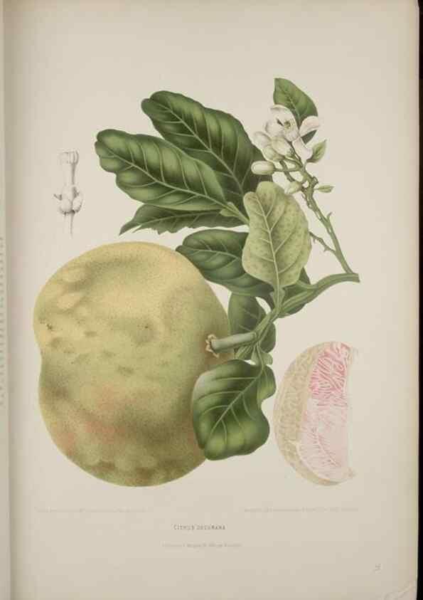 Reproducción/Reproduction 7977085809: Fleurs, fruits et feuillages choisis de l'ille de Java. Bruxelles :C. Muquardt,[1880]