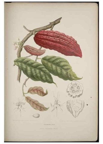 Reproducción/Reproduction 7977086123: Fleurs, fruits et feuillages choisis de l'ille de Java. Bruxelles :C. Muquardt,[1880]