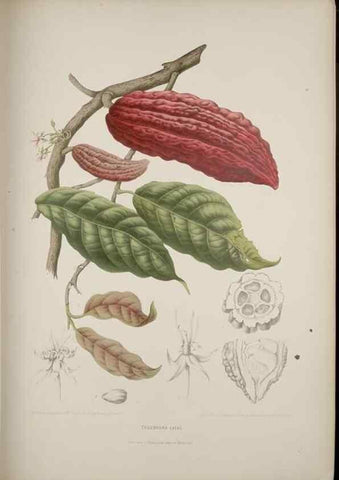 Reproducción/Reproduction 7977086123: Fleurs, fruits et feuillages choisis de l'ille de Java. Bruxelles :C. Muquardt,[1880]