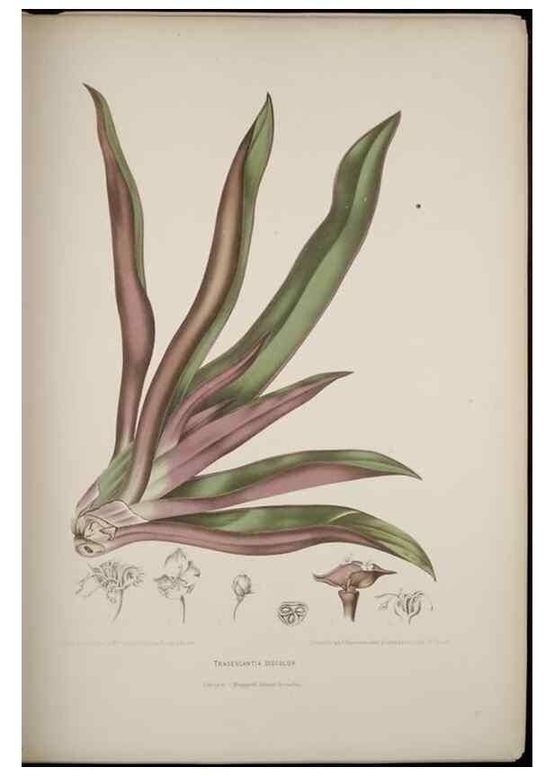 Reproducción/Reproduction 7977087960: Fleurs, fruits et feuillages choisis de l'ille de Java. Bruxelles :C. Muquardt,[1880]