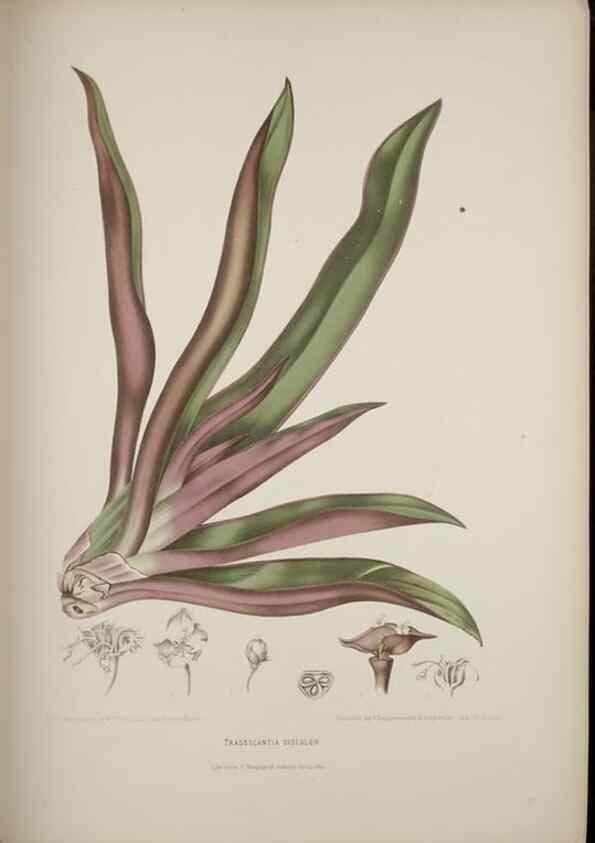 Reproducción/Reproduction 7977087960: Fleurs, fruits et feuillages choisis de l'ille de Java. Bruxelles :C. Muquardt,[1880]