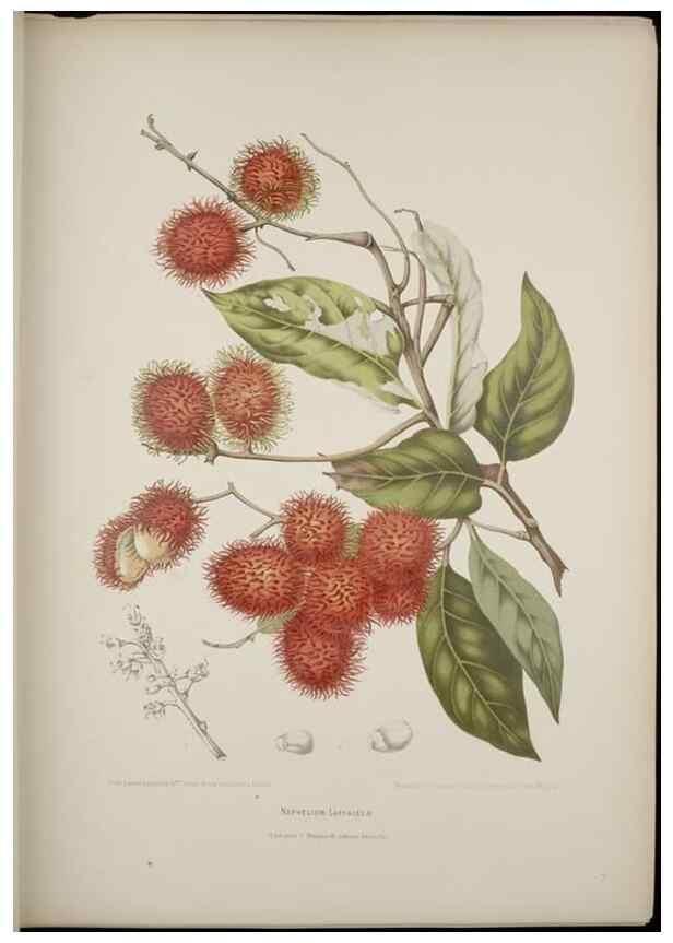 Reproducción/Reproduction 7977086843: Fleurs, fruits et feuillages choisis de l'ille de Java. Bruxelles :C. Muquardt,[1880]