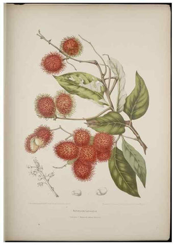Reproducción/Reproduction 7977086843: Fleurs, fruits et feuillages choisis de l'ille de Java. Bruxelles :C. Muquardt,[1880]
