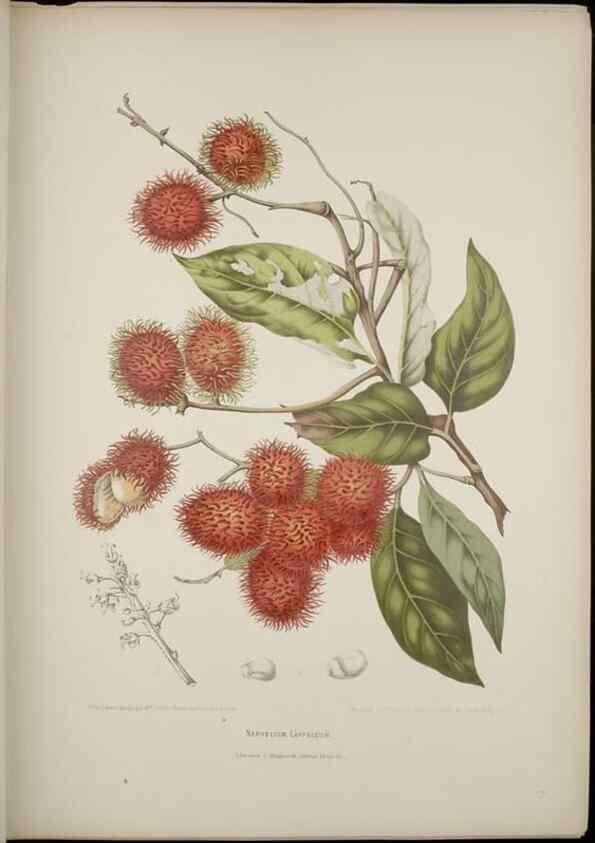 Reproducción/Reproduction 7977086843: Fleurs, fruits et feuillages choisis de l'ille de Java. Bruxelles :C. Muquardt,[1880]