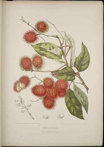 Reproducción/Reproduction 7977086843: Fleurs, fruits et feuillages choisis de l'ille de Java. Bruxelles :C. Muquardt,[1880]