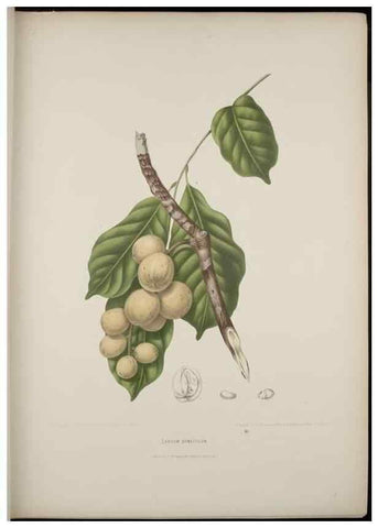 Reproducción/Reproduction 7977087109: Fleurs, fruits et feuillages choisis de l'ille de Java. Bruxelles :C. Muquardt,[1880]