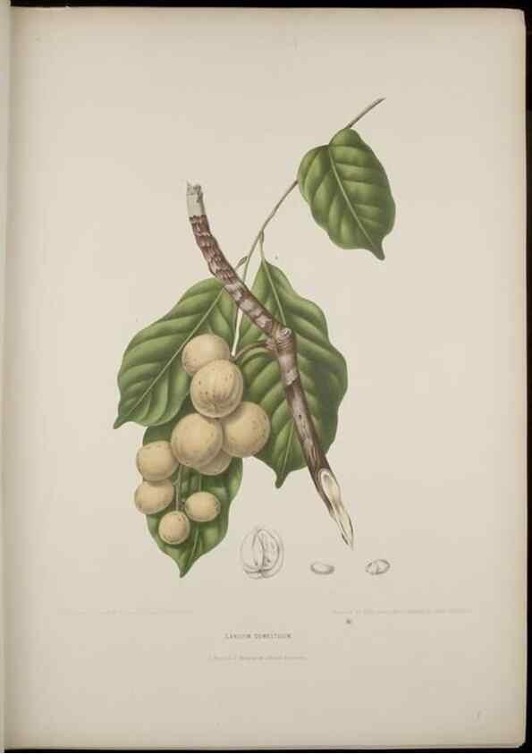 Reproducción/Reproduction 7977087109: Fleurs, fruits et feuillages choisis de l'ille de Java. Bruxelles :C. Muquardt,[1880]