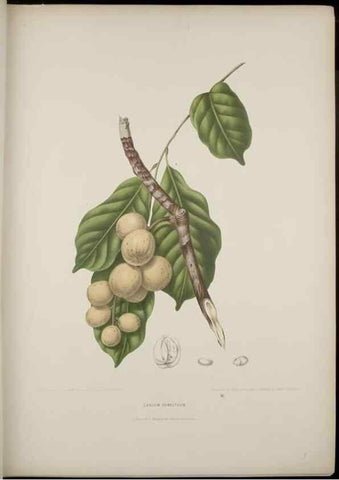 Reproducción/Reproduction 7977087109: Fleurs, fruits et feuillages choisis de l'ille de Java. Bruxelles :C. Muquardt,[1880]