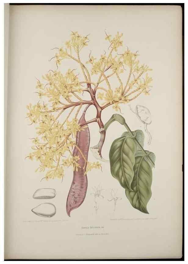 Reproducción/Reproduction 7977087593: Fleurs, fruits et feuillages choisis de l'ille de Java. Bruxelles :C. Muquardt,[1880]