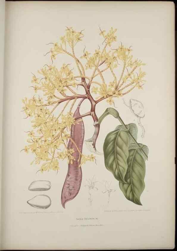 Reproducción/Reproduction 7977087593: Fleurs, fruits et feuillages choisis de l'ille de Java. Bruxelles :C. Muquardt,[1880]