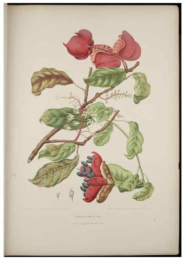 Reproducción/Reproduction 7977089324: Fleurs, fruits et feuillages choisis de l'ille de Java. Bruxelles :C. Muquardt,[1880]
