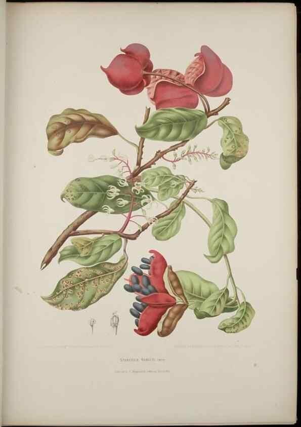 Reproducción/Reproduction 7977089324: Fleurs, fruits et feuillages choisis de l'ille de Java. Bruxelles :C. Muquardt,[1880]