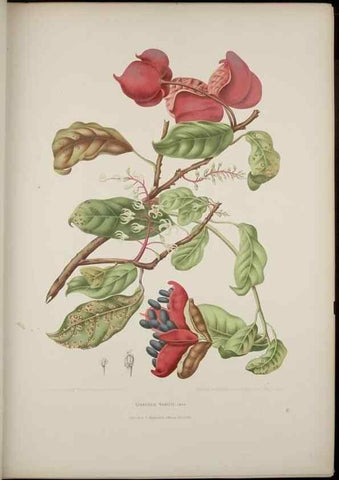 Reproducción/Reproduction 7977089324: Fleurs, fruits et feuillages choisis de l'ille de Java. Bruxelles :C. Muquardt,[1880]