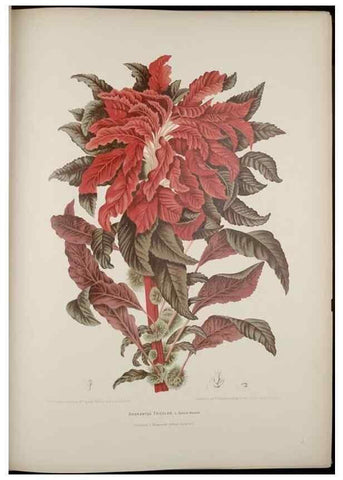 Reproducción/Reproduction 7977089684: Fleurs, fruits et feuillages choisis de l'ille de Java. Bruxelles :C. Muquardt,[1880]