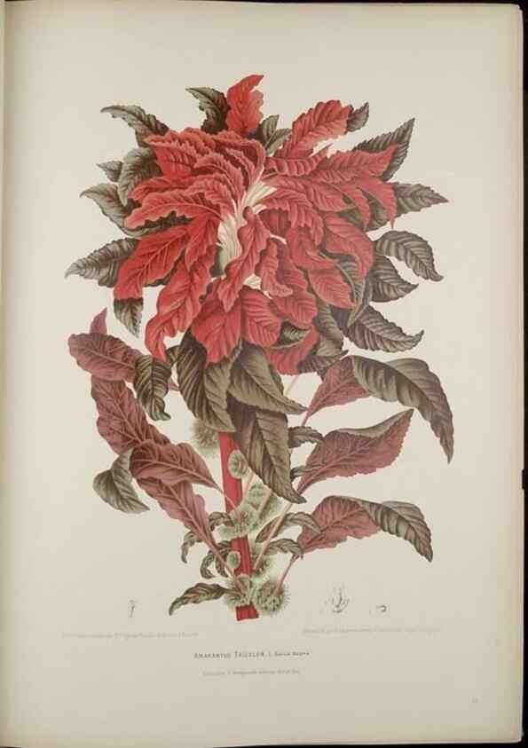 Reproducción/Reproduction 7977089684: Fleurs, fruits et feuillages choisis de l'ille de Java. Bruxelles :C. Muquardt,[1880]