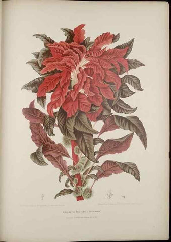 Reproducción/Reproduction 7977089684: Fleurs, fruits et feuillages choisis de l'ille de Java. Bruxelles :C. Muquardt,[1880]