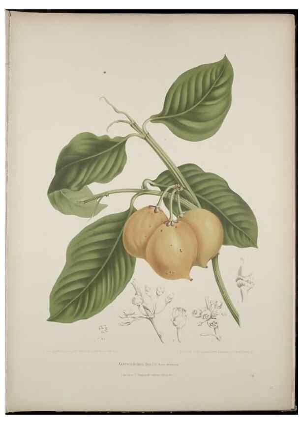 Reproducción/Reproduction 7977088713: Fleurs, fruits et feuillages choisis de l'ille de Java. Bruxelles :C. Muquardt,[1880]
