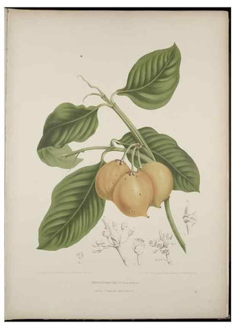 Reproducción/Reproduction 7977088713: Fleurs, fruits et feuillages choisis de l'ille de Java. Bruxelles :C. Muquardt,[1880]