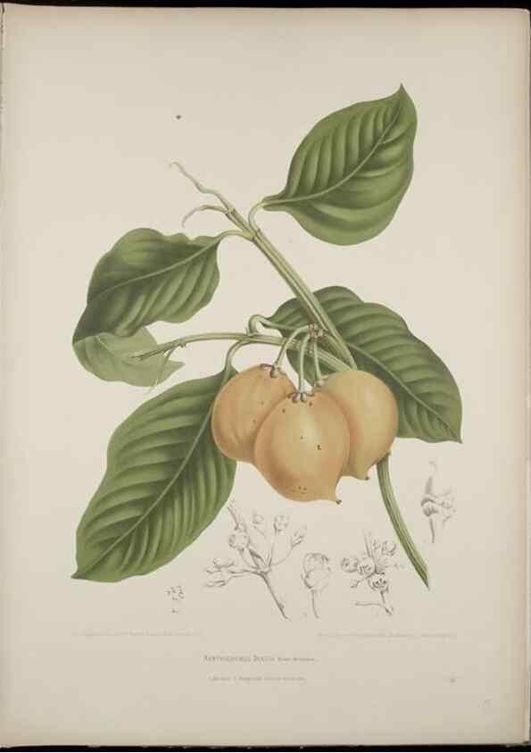 Reproducción/Reproduction 7977088713: Fleurs, fruits et feuillages choisis de l'ille de Java. Bruxelles :C. Muquardt,[1880]