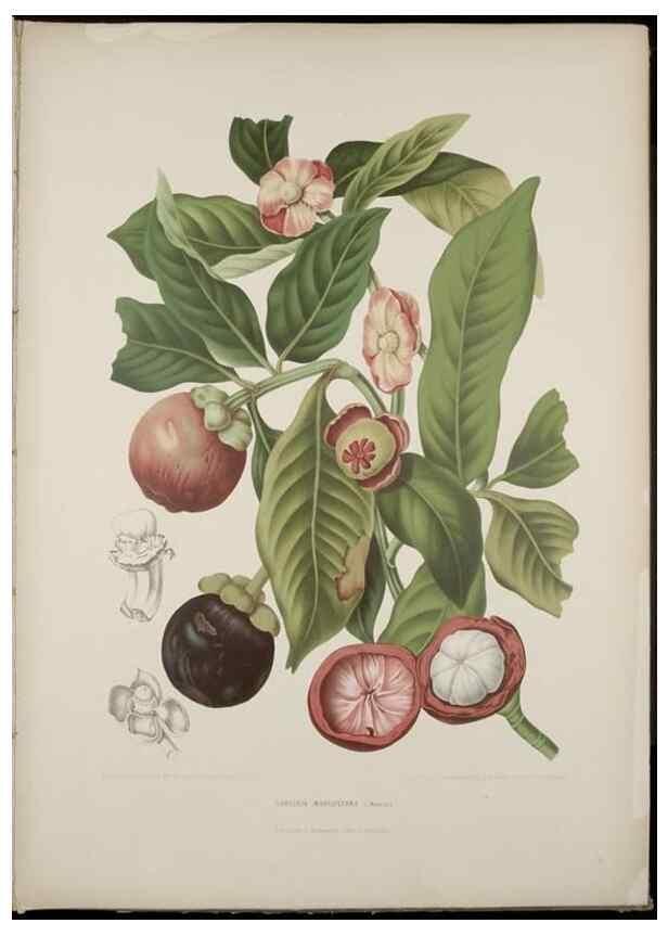 Reproducción/Reproduction 7977090580: Fleurs, fruits et feuillages choisis de l'ille de Java. Bruxelles :C. Muquardt,[1880]