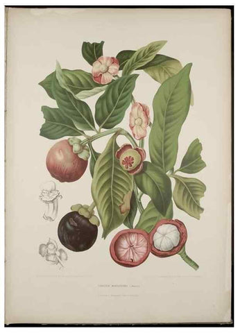 Reproducción/Reproduction 7977090580: Fleurs, fruits et feuillages choisis de l'ille de Java. Bruxelles :C. Muquardt,[1880]