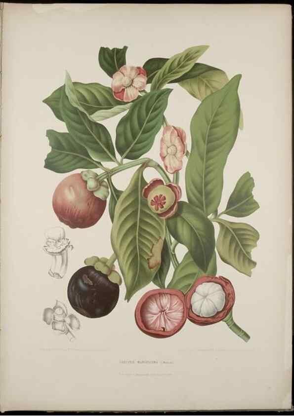 Reproducción/Reproduction 7977090580: Fleurs, fruits et feuillages choisis de l'ille de Java. Bruxelles :C. Muquardt,[1880]