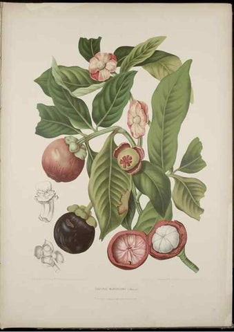 Reproducción/Reproduction 7977090580: Fleurs, fruits et feuillages choisis de l'ille de Java. Bruxelles :C. Muquardt,[1880]