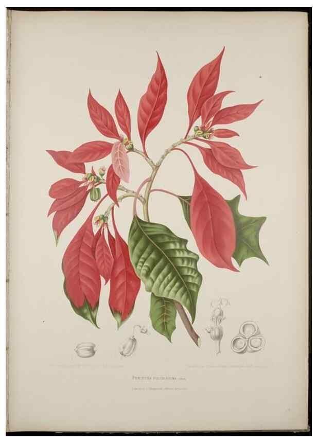 Reproducción/Reproduction 7977089253: Fleurs, fruits et feuillages choisis de l'ille de Java. Bruxelles :C. Muquardt,[1880]