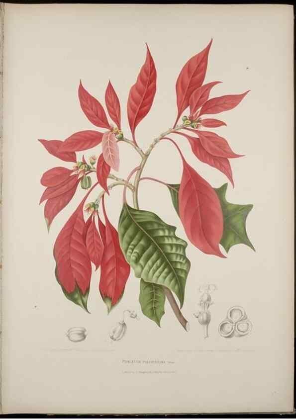 Reproducción/Reproduction 7977089253: Fleurs, fruits et feuillages choisis de l'ille de Java. Bruxelles :C. Muquardt,[1880]