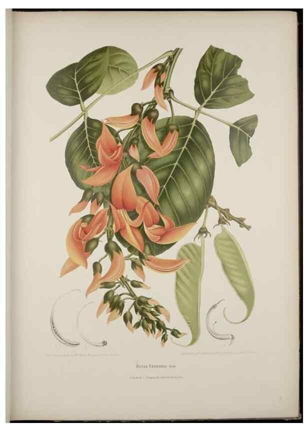 Reproducción/Reproduction 7977091196: Fleurs, fruits et feuillages choisis de l'ille de Java. Bruxelles :C. Muquardt,[1880]