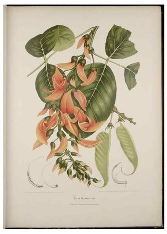 Reproducción/Reproduction 7977091196: Fleurs, fruits et feuillages choisis de l'ille de Java. Bruxelles :C. Muquardt,[1880]