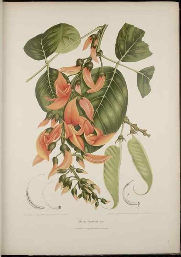 Reproducción/Reproduction 7977091196: Fleurs, fruits et feuillages choisis de l'ille de Java. Bruxelles :C. Muquardt,[1880]
