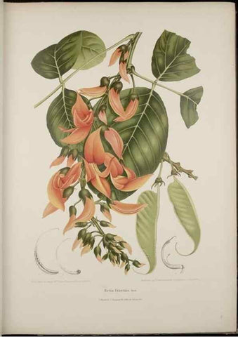Reproducción/Reproduction 7977091196: Fleurs, fruits et feuillages choisis de l'ille de Java. Bruxelles :C. Muquardt,[1880]