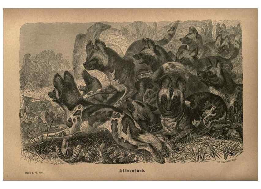 Reproducción/Reproduction 7971906382: Brehms thierleben, allgemeine kunde des thierreichs.. Leipzig :Verlag des Bibliographischen instituts,1876-1879.
