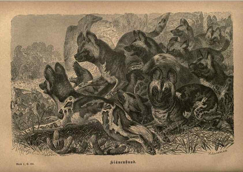 Reproducción/Reproduction 7971906382: Brehms thierleben, allgemeine kunde des thierreichs.. Leipzig :Verlag des Bibliographischen instituts,1876-1879.