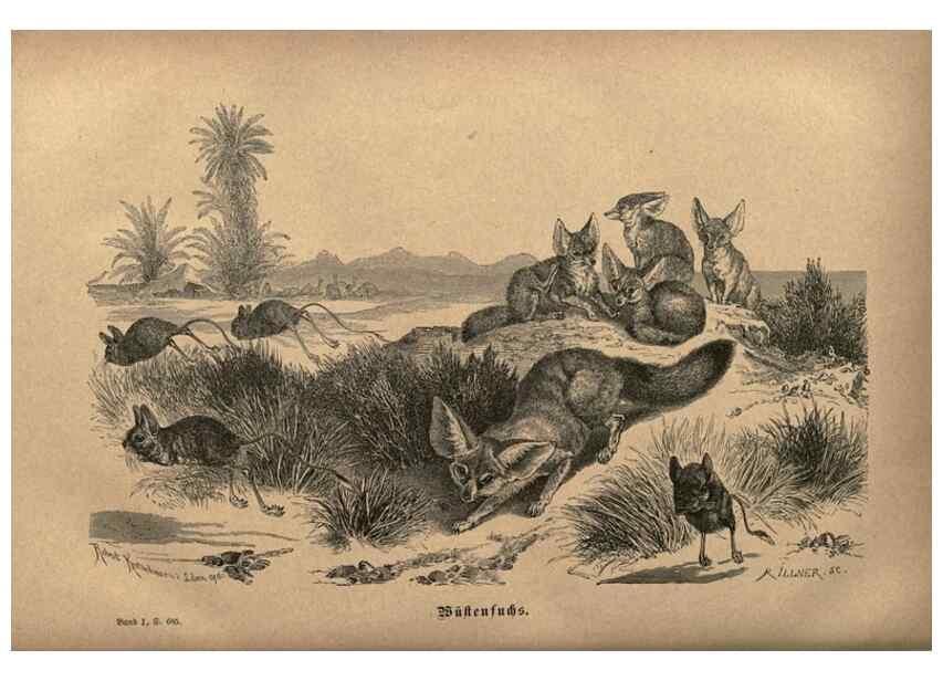 Reproducción/Reproduction 7971905138: Brehms thierleben, allgemeine kunde des thierreichs.. Leipzig :Verlag des Bibliographischen instituts,1876-1879.