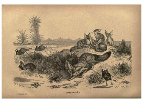 Reproducción/Reproduction 7971905138: Brehms thierleben, allgemeine kunde des thierreichs.. Leipzig :Verlag des Bibliographischen instituts,1876-1879.