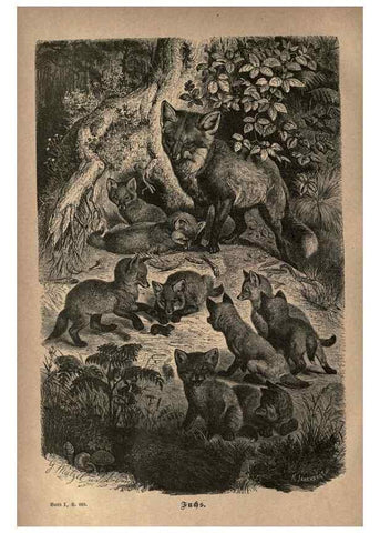 Reproducción/Reproduction 7971903826: Brehms thierleben, allgemeine kunde des thierreichs.. Leipzig :Verlag des Bibliographischen instituts,1876-1879.
